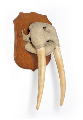 Lot 207 - Walrus (Odobenus rosmarus), circa 1910, tusks on upper skull and jaw, right tusk 41cm (to...