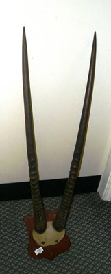 Lot 208 - Gemsbok (Oryx gazella), circa 1900, horns on frontlet, right horn 82cm, left horn 82.5cm, on...