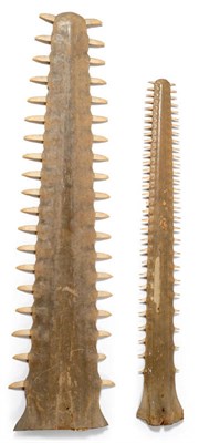 Lot 209 - Sawfish (Pristidae app.) Rostrum, circa 1930, nineteen pairs of teeth, 132.1cm long, basal...