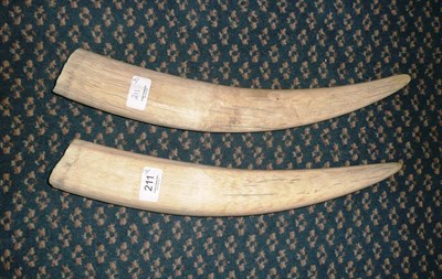 Lot 211 - Walrus (Odobenus rosmarus), circa 1900, a pair of tusks, 44cm and 43cm long  With Habitats Sch...