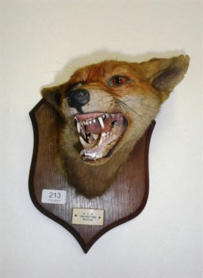 Lot 213 - Fox Mask, AVH 12th Sept 1931 Neston, by Peter Spicer & Sons, Taxidermists, Leamington, No.4887,...