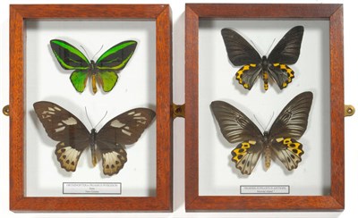 Lot 216 - Orthinoptera Priamus Poseidon, New Guinea, 20th century, male and female mounted butterflies,...