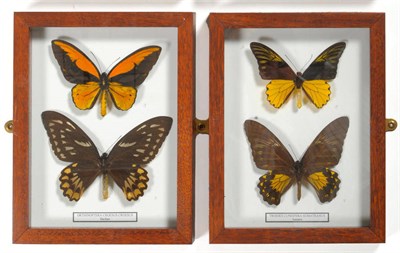 Lot 217 - Orthinoptera Croesus Croesus, Bachan, 20th century, male and female mounted butterflies, in...