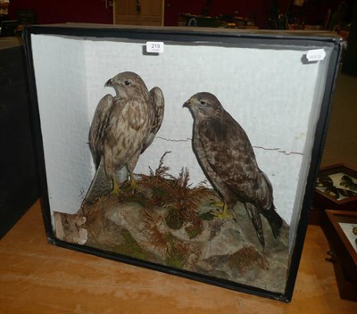 Lot 219 - Buzzard (Buteo buteo), circa 1890, male and female full mounts, perched on faux rocks, in a one...