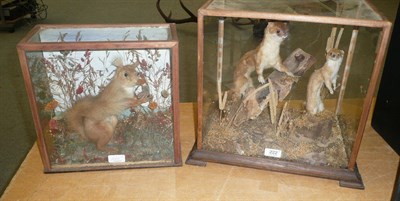 Lot 222 - Red Squirrel (Sciurus vulgaris), circa 1890, full mount, standing holding a walnut amongst...