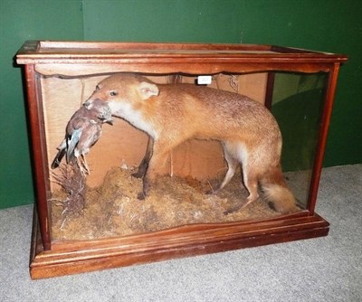 Lot 223 - Red Fox (Vulpes vulpes), circa 1900, full mount, standing on all fours with a Jay in its jaws,...