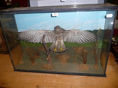 Lot 224 - Kestrel (Falco tinnunculus), circa 1920, full mount, perched with full outstretched wings on a twig