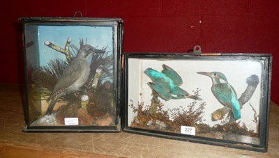 Lot 227 - Kingfisher (Alcedo atthis), circa 1890, two full mounts, naturalistically perched and swooping from