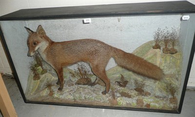 Lot 231 - Fox (Vulpes vulpes), circa 1900, full mount, standing and turning to the left in frosted rock...