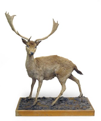 Lot 234 - Fallow Deer (Dama dama), 20th century, full mount, 14 points, standing and turning slightly to...