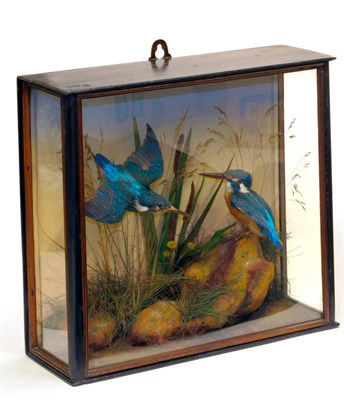 Lot 235 - Kingfisher (Alcedo atthis), circa 1890, pair of full mounts, one in flight, another perched on...