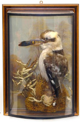 Lot 236 - Kookaburra (Dacelo novaeguineae), circa 2000, perched on a mossy branch end amongst leaves, a...