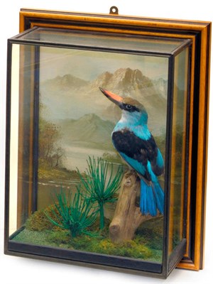 Lot 237 - Grey Headed Kingfisher (Halcyon leucocephalus), modern, full mount, perched on a branch end,...