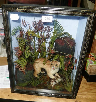 Lot 239 - A Taxidermy Group of a Weasel and its Lapwing Chick Prey, set amongst ferns, grasses and faux...