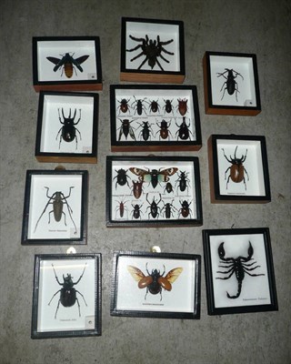 Lot 240 - A Collection of Insects, in eleven glazed small display cases, including beetles, spiders, a...