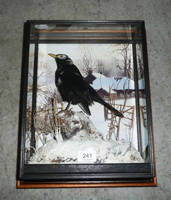 Lot 241 - Pied Blackbird (Turdus merula), modern, full mount, perched on a snowy earth knoll, against a...