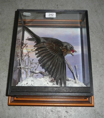 Lot 242 - Fieldfare (Turdus pilaris), modern, full mount, about to take off from a snow covered shrub, a...