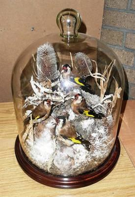 Lot 243 - A Taxidermy Group of a Charm of Four Goldfinches, modern, naturalistically perched amongst...