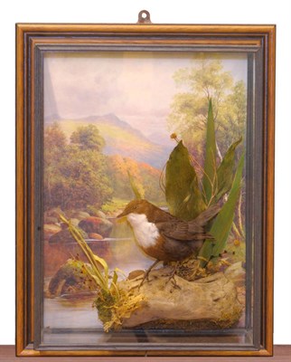 Lot 244 - Dipper (Cinclus cinclus), modern, full mount, perched on a piece of wood amongst grasses, against a