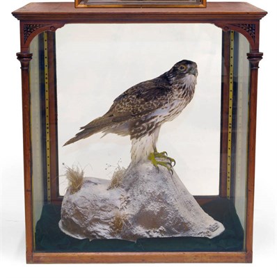 Lot 245 - Gyr Falcon (Falco rusticolus), circa 2002, full mount, perched on a snow-dusted rocky knoll applied