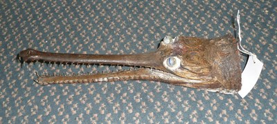 Lot 248 - Gharial (Gavialis gangeticus), circa 1880, head mount, jaw agape, the original eyes now lacking and