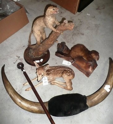 Lot 249 - Cow Horns, mounted on black velvet; Mongoose, circa 1900, full mount; A Deer Fawn, full mount;...