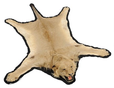 Lot 251 - Lion (Panthera leo), circa 1965-70, young male, skin rug with head mount, with open jaw, applied to