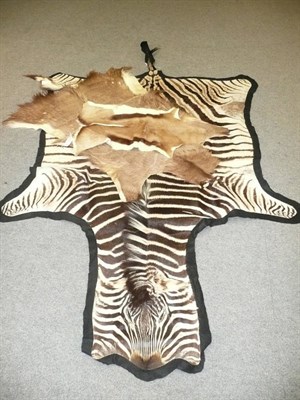 Lot 252 - Plains Zebra (Equus quagga), modern, skin rug, with flat head, 267cm nose tip to tail tip,...