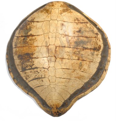 Lot 253 - Green Turtle (Chelonia mydas), 18th/19th century, carapace, 75cm long, 75.5cm wide See illustration