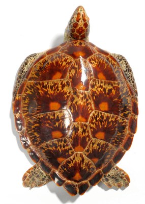 Lot 254 - Hawksbill Turtle (Eretmochelys imbricata), circa 1960, full mount, 72cm long See illustration  With