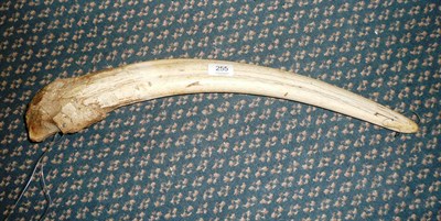 Lot 255 - Walrus (Odobenus rosmarus), single tusk (left side), embedded in part of the jaw bone, 61cm,...