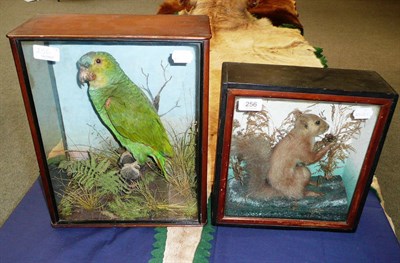 Lot 256 - Blue Fronted Amazon Parrot (Amazona aestiva), circa 1900, preserved and mounted on a perch...