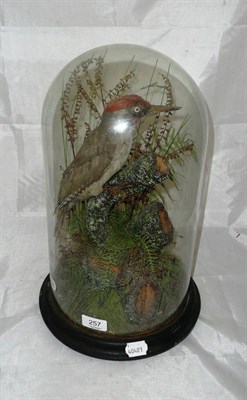 Lot 257 - Green Woodpecker (Picus viridis), circa 1890, mounted in a naturalistic setting perched on a branch