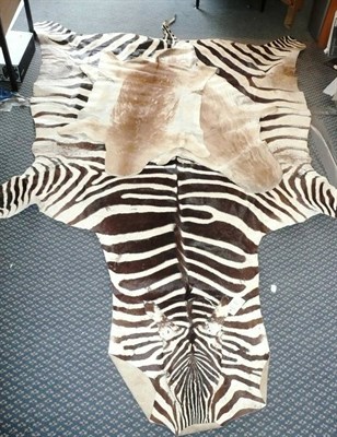 Lot 268 - Plains Zebra (Equus quagga), flat skin rug with head, 270cm long, 167cm across forelimbs; and...