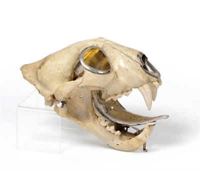 Lot 269 - Tiger (Panthera tigris), circa 1900, skull, hinged and open jaw set, with silver mounts to the...