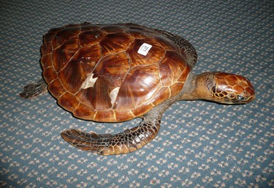 Lot 271 - Hawksbill Turtle (Eretmochelys imbricata), circa 1960-70, full mount with glass eyes, the...