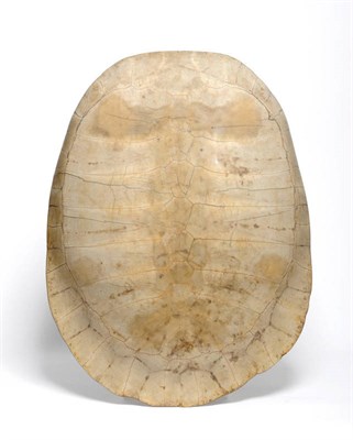 Lot 272 - Loggerhead Turtle (Caretta caretta), late 18th/early 19th century, carapace, the interior with...