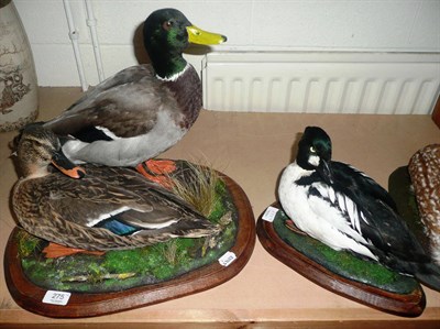 Lot 275 - Mallard (Anas platyrhynchos), 2008, duck and drake, full mounts, side by side on a naturalistic...