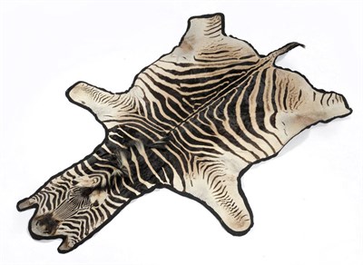 Lot 276 - Plains Zebra (Equus quagga), circa 1980, flat skin rug with head, applied to black felt, 280cm nose