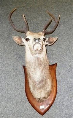 Lot 277 - Scottish Red Deer (Cervus elaphus scoticus), circa 1920, by Peter Spicer & Sons, Leamington,...