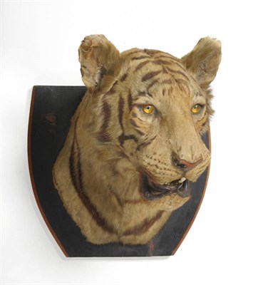 Lot 278 - Tiger (Panthera tigris), attributed to Theobalds or Van Ingen, circa 1910, shoulder mount,...