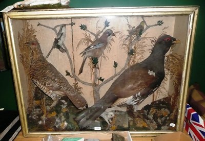 Lot 280 - A Taxidermy Group of Six Birds, circa 1880, comprising cock and hen capercaillie and a jay...