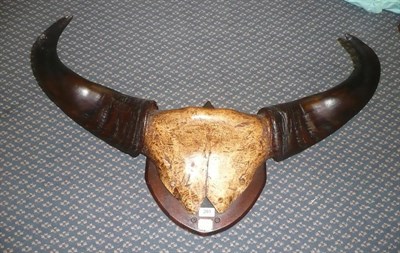 Lot 281 - Gaur (Bos gaurus), horns on cut frontlet, 56.5cm tip to tip, on colonial wood shield with white...