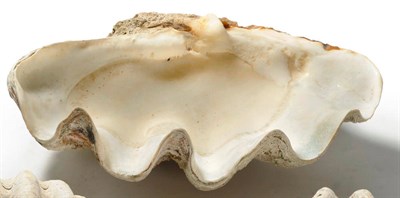 Lot 282 - Giant Clam (Tridacna gigas), circa 1930, one half shell, 80cm wide, 55cm deep See illustration