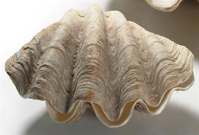 Lot 283 - Giant Clam (Tridacna gigas), circa 1930, a complete shell, 51cm wide, 30cm deep See illustration