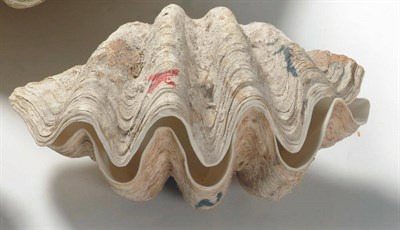 Lot 284 - Giant Clam (Tridacna gigas), circa 1930, a complete shell, 51.5cm wide, 36cm deep See illustration