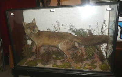 Lot 285 - Fox (Vulpes vulpes), circa 1900, full mount, naturalistically posed amongst sandy rocks,...