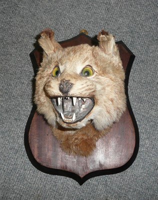 Lot 288 - Bobcat (Lynx rufus), circa 1930, head mount, on colonial wood shield