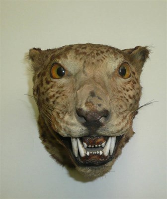 Lot 289 - Leopard (Panthera pardus), circa 1910, head mount, jaw agape, 29cm from the wall  CITES...