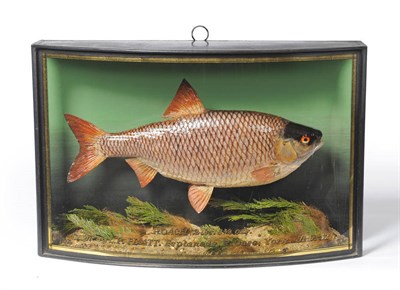 Lot 83 - A Cooper Roach, preserved and mounted in a naturalistic setting, with painted backdrop and bow...